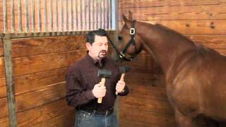 What To Avoid In An Equine Chiropractor by Mark DePaolo DVM [upl. by Darrelle]