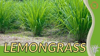 LEMONGRASS Growth Growing and Care Tips Cymbopogon citratus [upl. by Assiral]