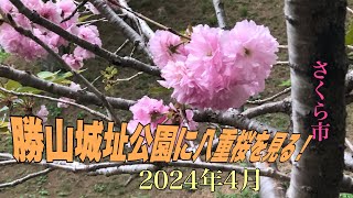 2024年4月のさくらを見る。さくら市勝山城址公園に八重桜を見た。今年の桜を眼に焼き付けておきましょう。 [upl. by Fairley]