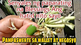 Napakaswerte Kung Meron ka nito Pampaswerte sa wallet amp negosyosensyales Ng paparating na Blessing [upl. by Ayanet808]