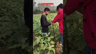 Practical Measurement of plant height iari practical feed shorts viral agri [upl. by Ahset]