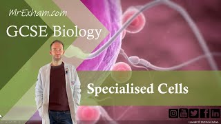 Specialised Cells  GCSE Biology 91 12 [upl. by Ylaek]