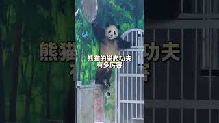 The Great Panda Escape A Thrilling and Adorable Getaway funny cute pandalife animals panda [upl. by Ide]