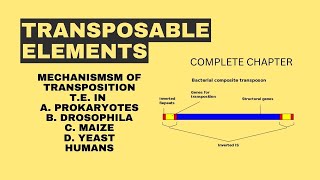 TRANSPOSABLE ELEMENTS  COMPLETE CHAPTER  BSc ZOOLOGY [upl. by Syramad]