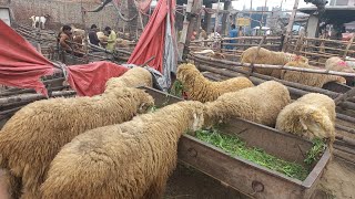 Mundra chatra kaka gulabi lakha nishano m mundri female ♥️  bakra mandi gujranwala [upl. by Finstad]