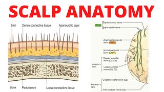 Scalp Anatomy [upl. by Ardried]