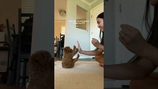 Her puppy tries really hard to give a highfive 😂 [upl. by Eignat]