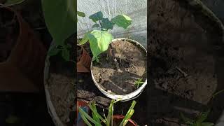 Datura Plant Or Dudura plant in Pot ଦୁଦୁରା ଫୁଲ ଗଛ [upl. by Rochester]