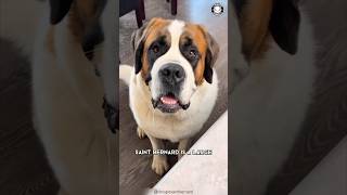 Saint Bernard 🐶 The Rescue Heroes [upl. by Embry314]