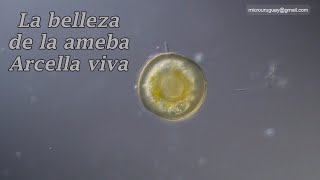 La belleza de una ameba Arcella viva [upl. by Othello]