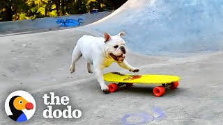 Bulldog Brothers EAT SLEEP AND BREATHE Skateboarding  The Dodo [upl. by Descombes]