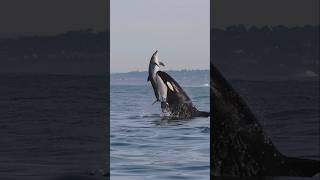 Killer Whales will never be denied Amazing clip from Gone Whale Watching in San Diego orca [upl. by Renny]