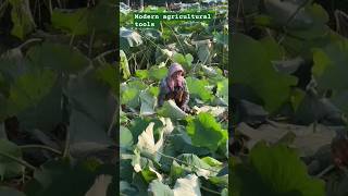 ❤️🌿Old women collecting food in water farms 💦💦💦short women agriculture farming viral [upl. by Siroved443]