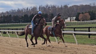 Yearlings 23 Last Love rail and Secret Notion galloping on 1115 [upl. by Emmi]