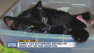 Family cat euthanized instead of being put up for adoption [upl. by Anuahs]