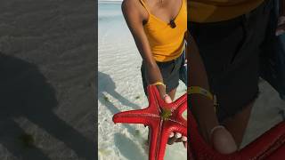 Feeding a star Fish at the beach 📍watamu travel youtubeshorts oceancreatures nature starfish [upl. by Gerstein]