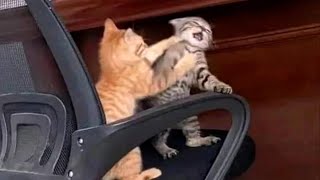 FUNNY CATS MEMES COMPILATION OF 2023 V33 [upl. by Anniroc]