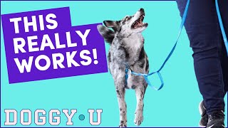 Better Loose Leash Walking with THIS Strategy Heeling Training for Puppies amp Adult Dogs [upl. by Warrenne]