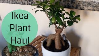 Ikea Plant Haul Sansevieria Cylindrica Ficus Bonsai [upl. by Idnic114]