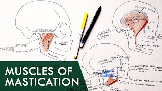 Muscles of Mastication  Anatomy Tutorial [upl. by Novaelc]