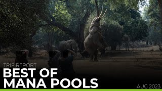 Best Of Mana Pools 2023  TRIP REPORT [upl. by Asiuqram484]