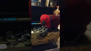 Cherry pick coin and throwing my coin on the treasure box🤨channel parrotlover eclectusparrot [upl. by Aleik]