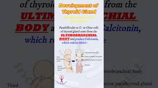 Shorts Thyroid gland development  embryology [upl. by Cosmo669]