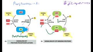 Cell Biology Lecture 8 Cell Signaling [upl. by Ahseena]