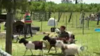 fainting goats get a surprise from the mythbusters [upl. by Essy]