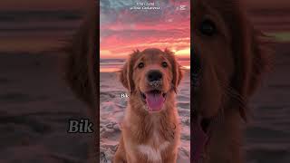 Tvoj horoskopski znak tvoj pas🐶 viralvideo blowup horoskop aktivnost shorts goviral fpyシviral [upl. by Atiker]