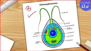 Chlamydomonas Diagram drawing CBSE  easy way  Labeled Science projects  for beginners [upl. by Robbins131]