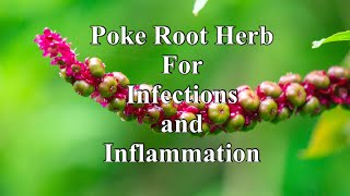 Poke Root Herb for Infections and Inflammation [upl. by Ardnuek420]