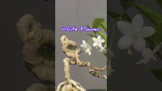 Beautiful Bonsai Tree with White Flowers [upl. by Adianez]