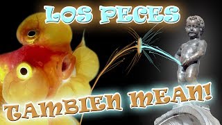 ¿HACEN PIPI LOS PECES ¿BEBEN AGUA SU SISTEMA EXCRETOR [upl. by Cherilynn]