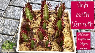 วิธีปักชำ สลัดไดแดง Euphorbia trigona rubra ให้รากงอกเร็ว ต้นแข็งแรง  MookCactus [upl. by Yanahs]