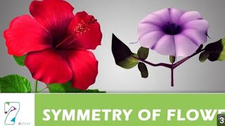 symmetry of flowerActinomorphic and zygomorphic flowerLesson no7 [upl. by Avan]