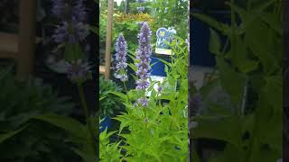 Agastache blue Fortune [upl. by Zawde]