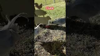 Nobody here but us chickens Araucana Chickens Chooks [upl. by Trip]