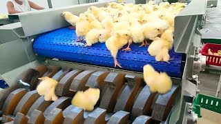 Chicken Egg Incubation Technology  Broiler Raising Method amp Process  Poultry Processing Factory [upl. by Deerdre]