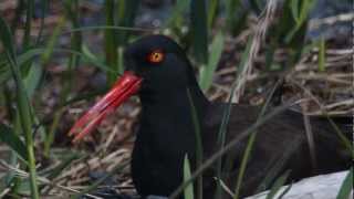 Black Oystercatcher Encounter [upl. by Perot]