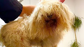 💥 Havanese Makeover 🐶 Gorgeous Havanese at Grooming ✂️ [upl. by Beshore]