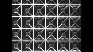 Mesenchymal stem cells spheroid formation in Sphericalplates 5D [upl. by Notsej]