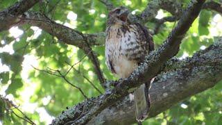 BroadWinged Hawk call screeching [upl. by Pasadis]