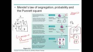 Mendelian genetics 2 [upl. by Asusej]