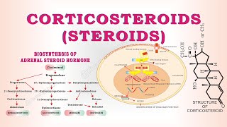 Steroids  Corticosteroids  classification of steroids [upl. by Hoffmann]