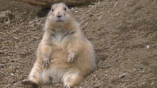 野性味の無いプレーリードッグ  Fat Prairie dog [upl. by Eelasor174]