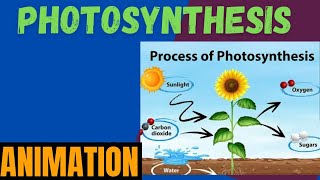 Photosynthesis Animated Video  Photosynthesis Complete understanding science [upl. by Anelad]