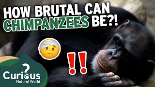 What Makes A Chimpanzee a DANGEROUS Pet 🐒  Predator Pets  Curious Natural World [upl. by Anailuy]