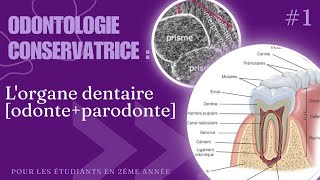 Odontologie conservatrice  Lorgane dentaire [upl. by Hecht]