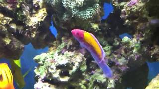 New Livestock Orange Back Fairy Wrasse [upl. by Nilak]